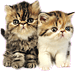 persian kittens