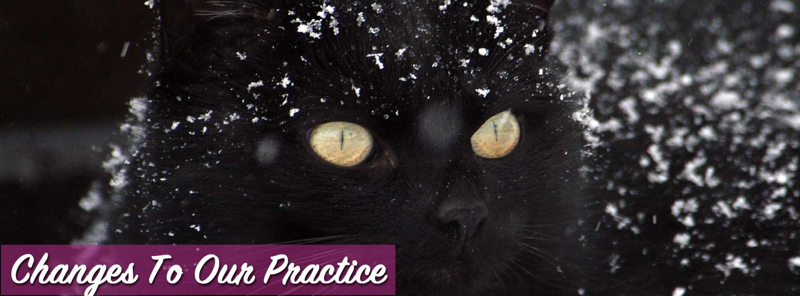 Black Cat Snow
